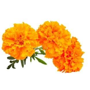 After Sun Gel - regeneracija posle sunčanja