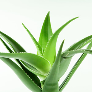 Aloe Barbadensis Leaf Juice